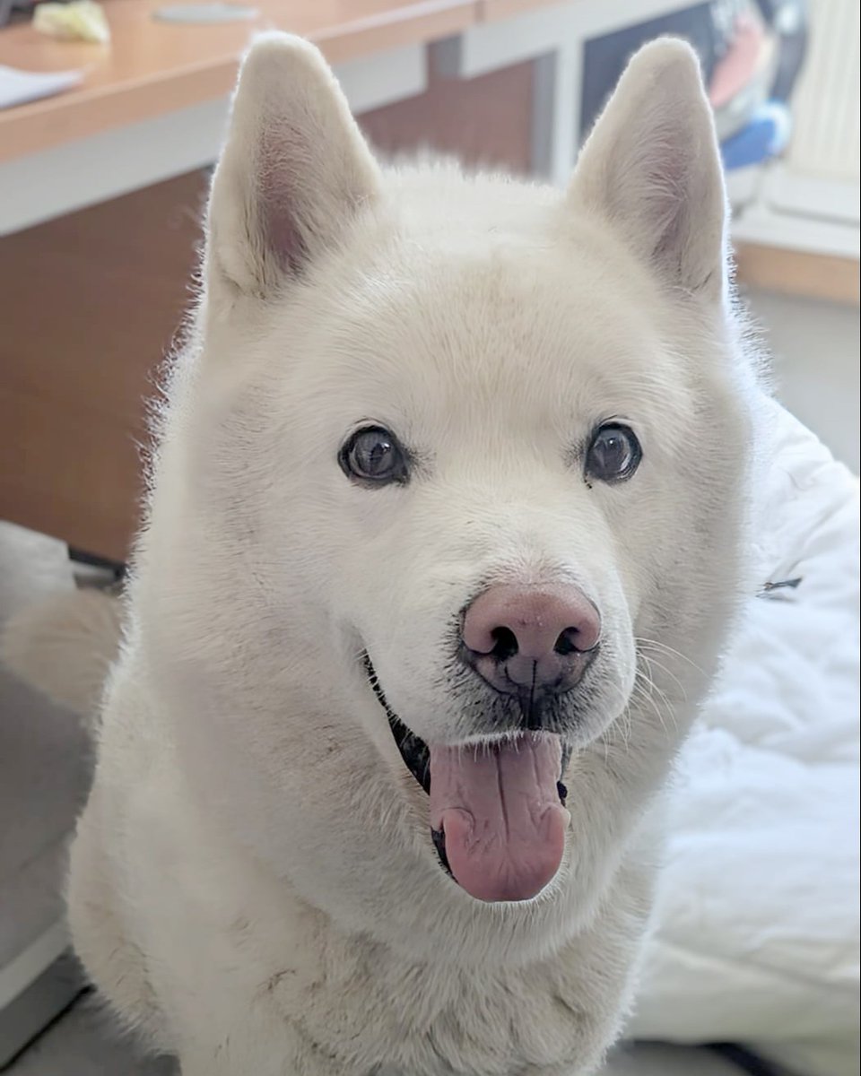 We interrupt your Friday morning feed with Blizzard's STUNNINGLY handsome face! 😍

You're welcome! 🥰👍

He's an 8yr old #Husky and he's looking for his forever home now! 
Meet him 👉 bit.ly/3RcckAn

#Leeds #AdoptDontShop #RescueDog <a href="/DogsTrust/">Dogs Trust 💛🐶</a>