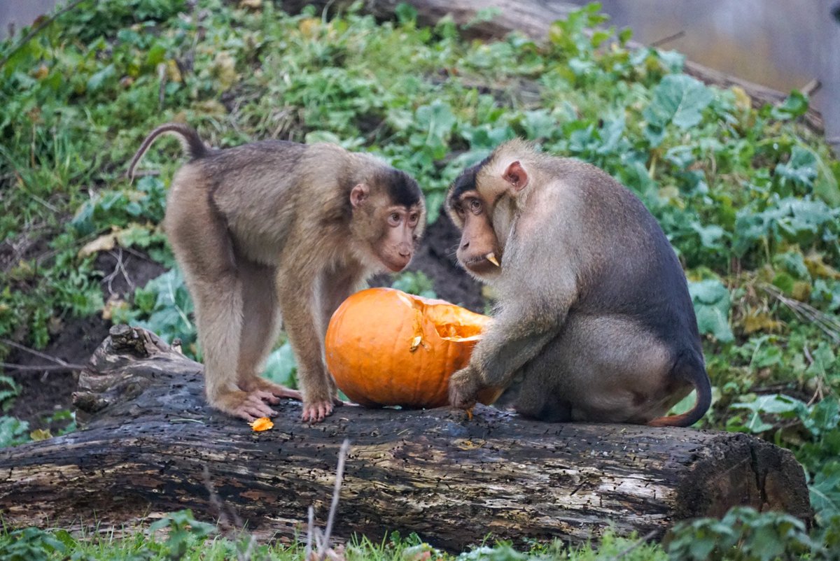 Monkey Haven🐵 tweet media