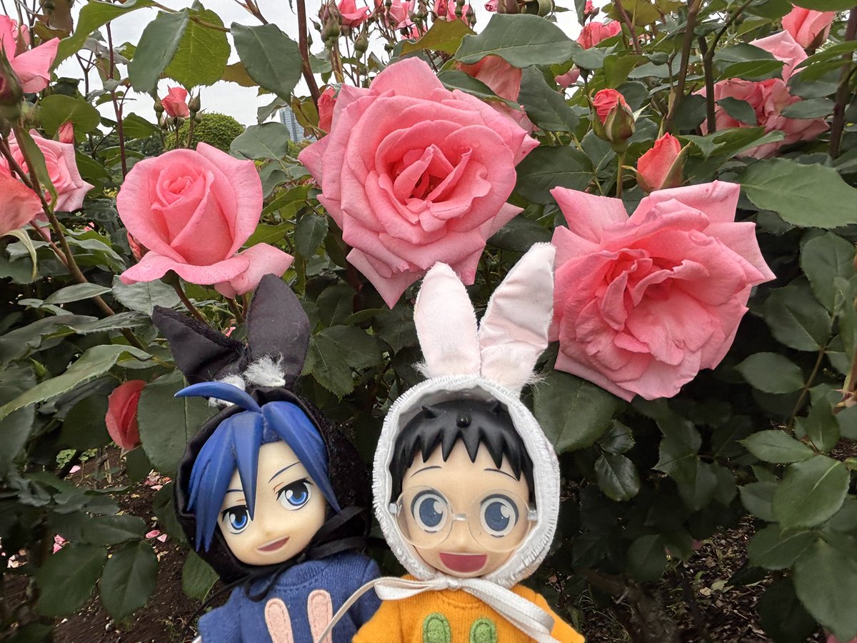 みんなで楽しく美しく🌹🌹✨

もちもち会議
菊菊さんちとリコさんちのもちもち

広いところで気持ちよかったねーー

バラも綺麗だったねーー
また行こうね！！