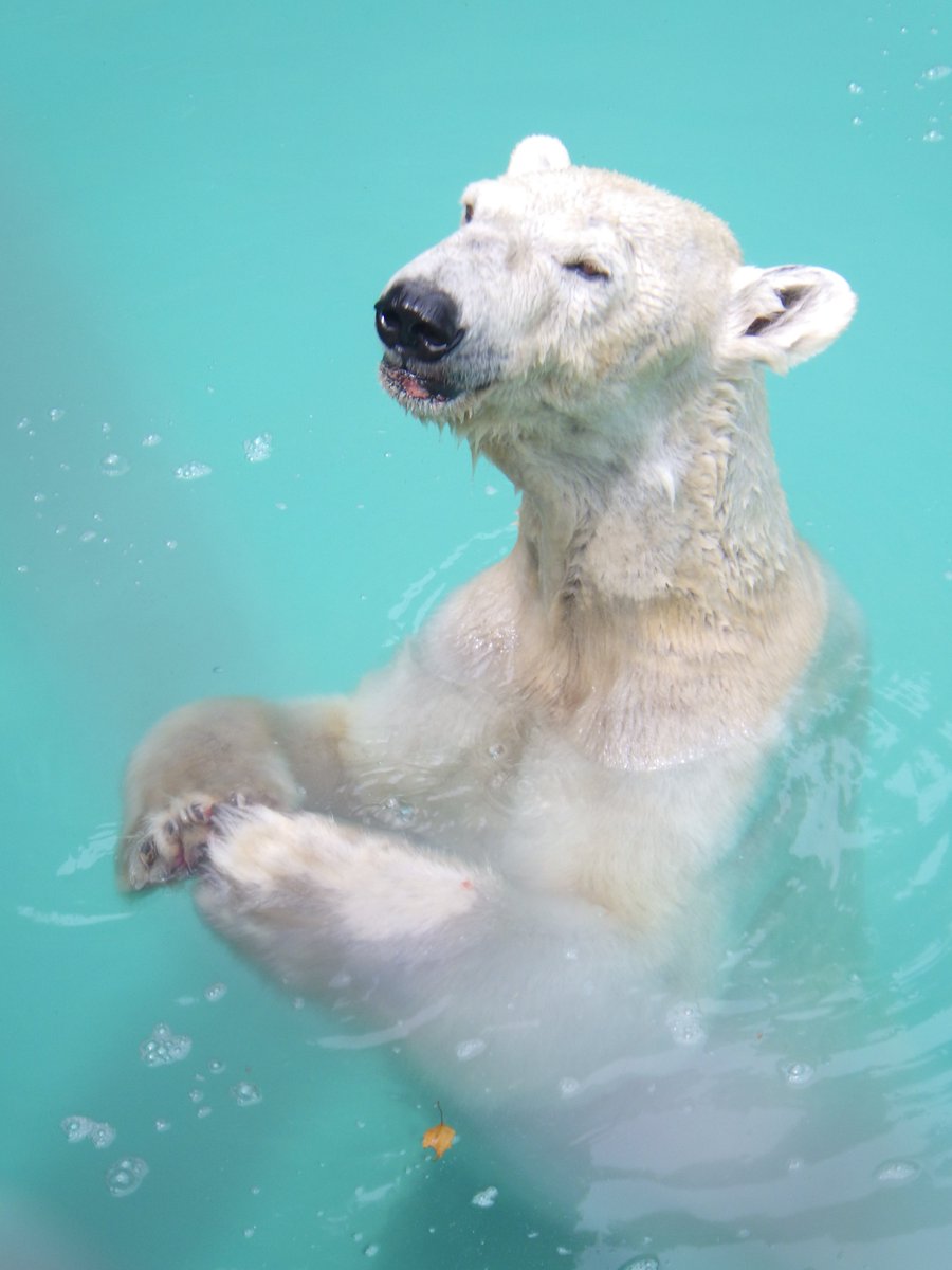 浜松市動物園【公式】 tweet media