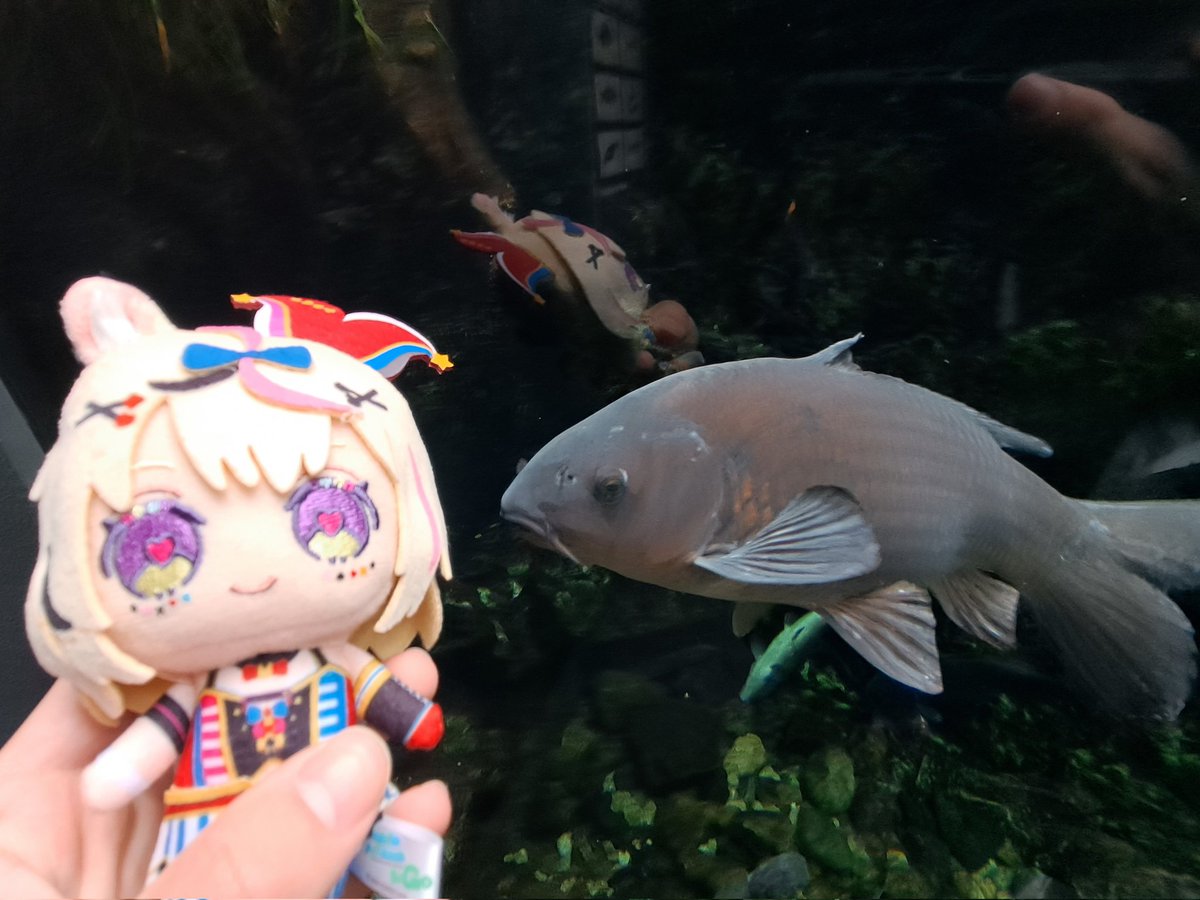 Manta8220's tweet photo. 水族館withポルカ
ついでにガンダムベース
#ポルカ撮るか https://t.co/7Dwil3WkLw