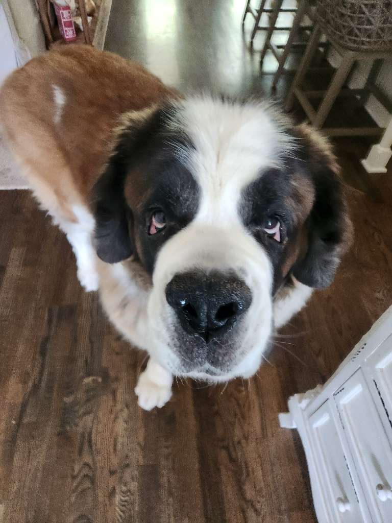 woofpackpetcare's tweet image. Charlie wants to wish everyone a very Happy May Day!!! And a boop would be nice!!!

#fridayvibes #dogsontwitter #dogsonX