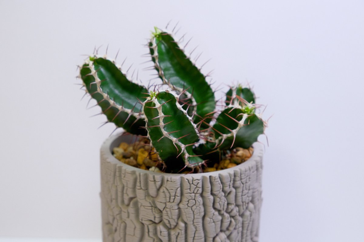 fuji___log's tweet photo. Euphorbia mlanjeana
#ssn鉢
#ssn23 90mm https://t.co/lehAkpgwv8