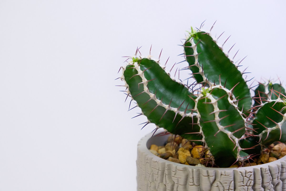 fuji___log's tweet photo. Euphorbia mlanjeana
#ssn鉢
#ssn23 90mm https://t.co/lehAkpgwv8