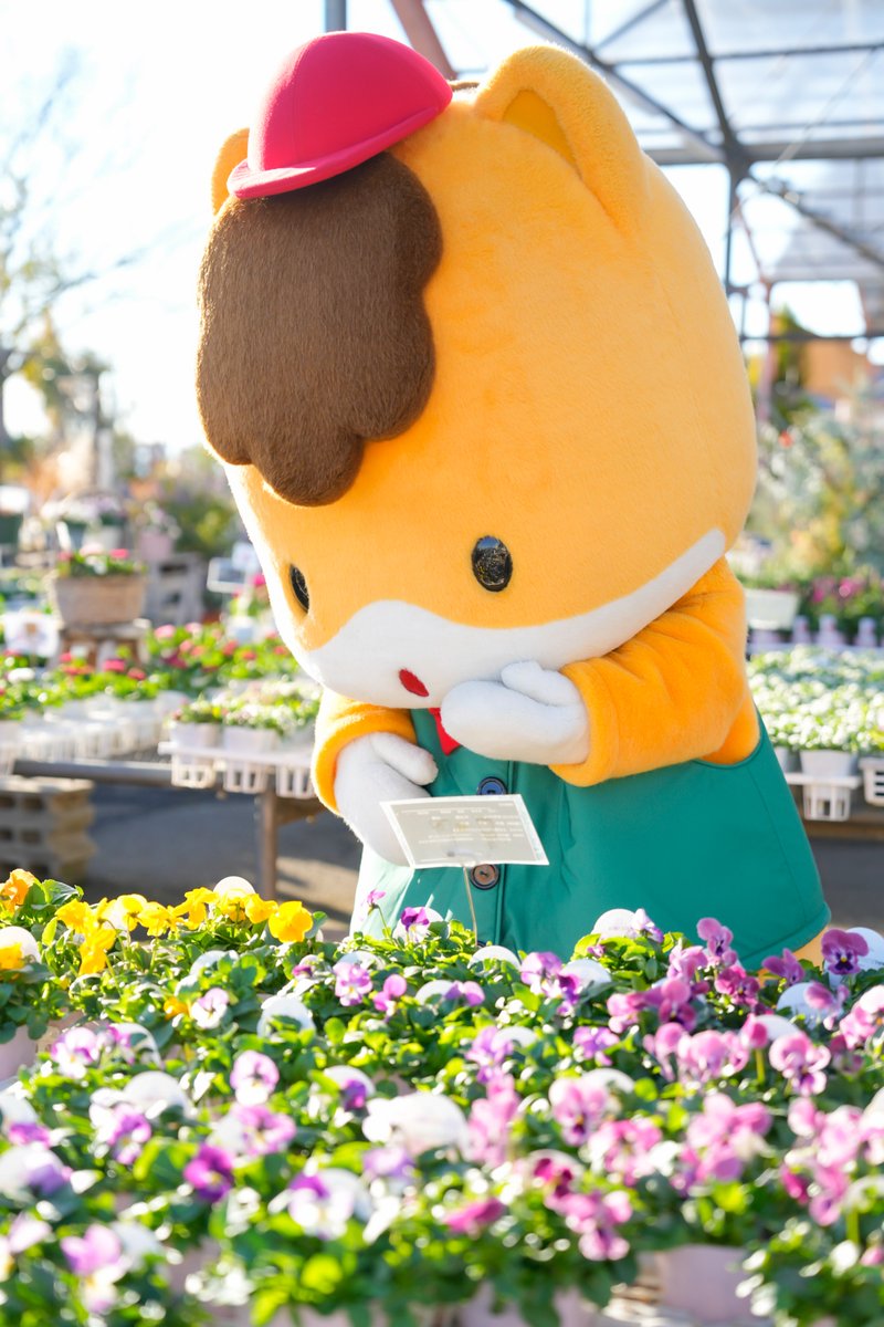 gunma_gunmachan's tweet photo. これもいいし...あれもいいなぁ...🐴

#ぐんまちゃん #群馬 https://t.co/q5zJ9ZnGa9