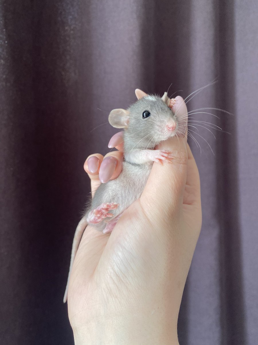 мурмуму 🌼 tweet media