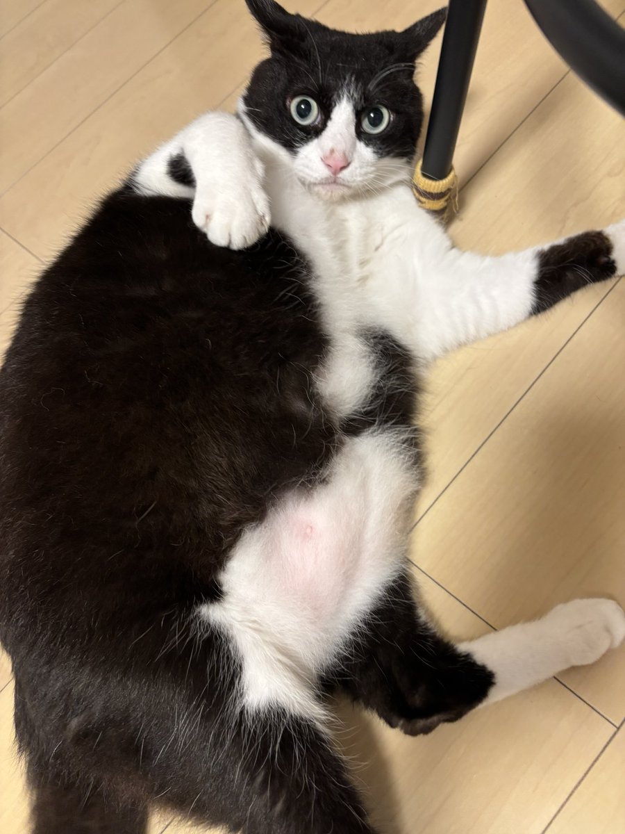 レム睡眠 tweet media