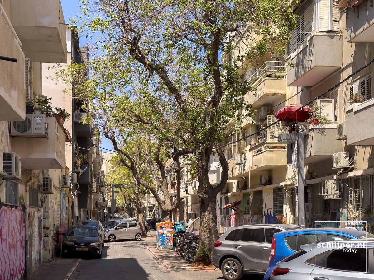 schlijperisrael's tweet photo. Tel Aviv, Cordovero St
30/04/2026, 11:19 #treesTLV https://t.co/5aaVZ6P2K2