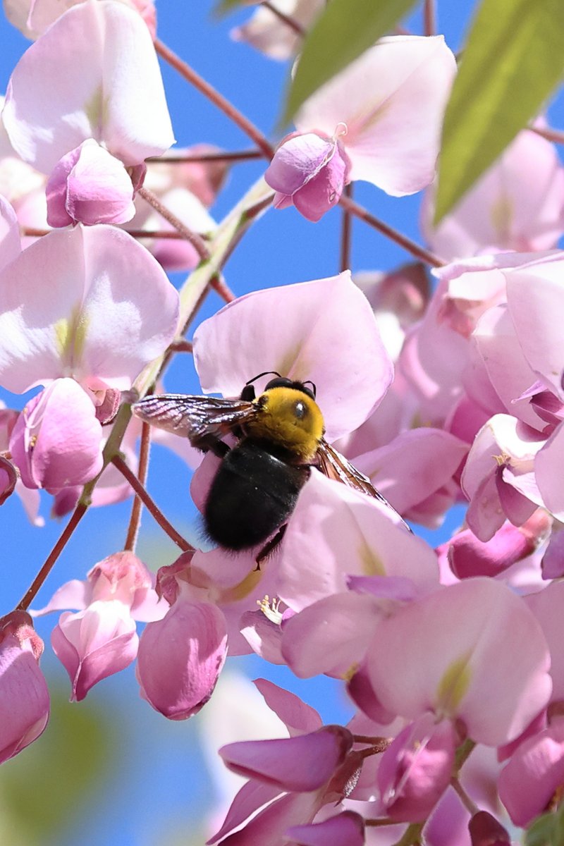 talphonse123's tweet image. ( 一一)つ花
＃Canon ＃R6mark3　＃写真　＃公園　＃藤　＃クマバチ