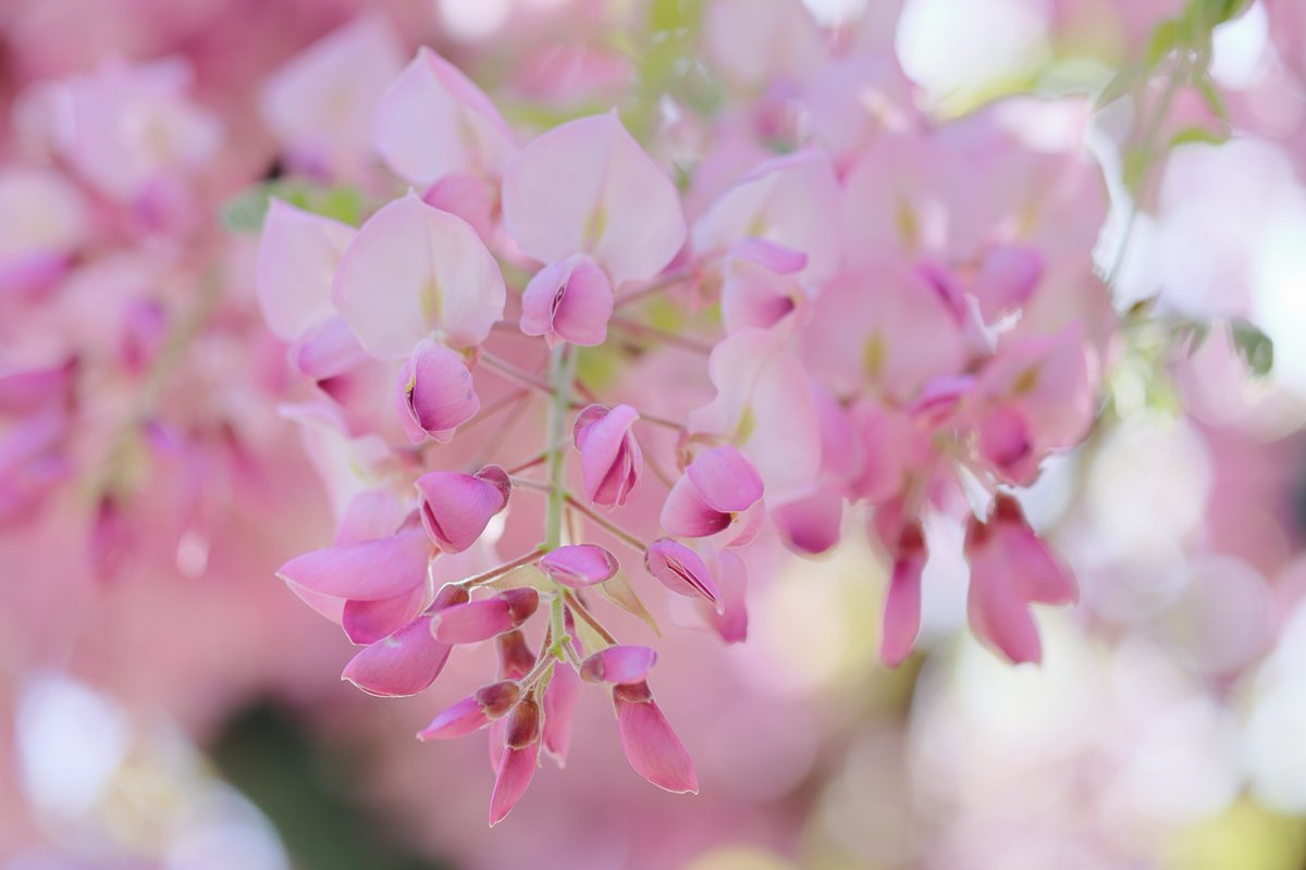 talphonse123's tweet image. ( 一一)つ花
＃Canon ＃R6mark3　＃写真　＃公園　＃藤　＃クマバチ