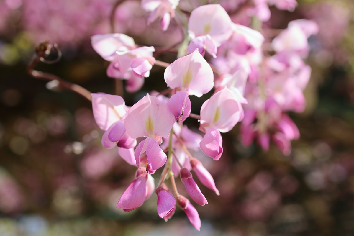 talphonse123's tweet image. ( 一一)つ花
＃Canon ＃R6mark3　＃写真　＃公園　＃藤　＃クマバチ