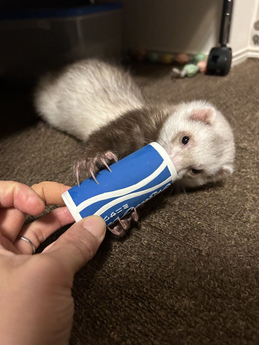 頑張ってひったくろうとしてるけど飲んでるようにしか見えん
#フェレット