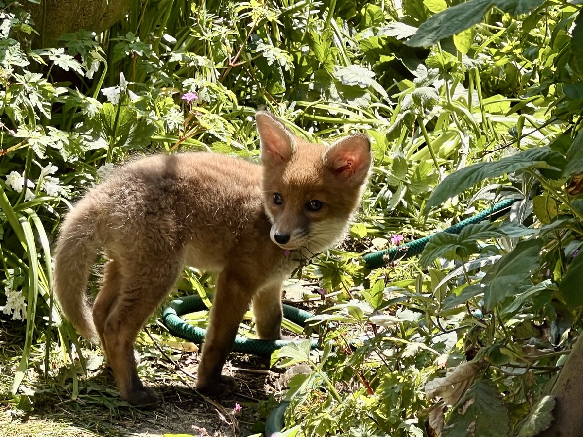 DeborahPitman's tweet image. .. in an overgrown garden in a city of 200,000 plus .. this beauty gently explored in front of us as we sipped coffee. A heart-melting moment 💚 #fox #urbanwildlife #naturematters