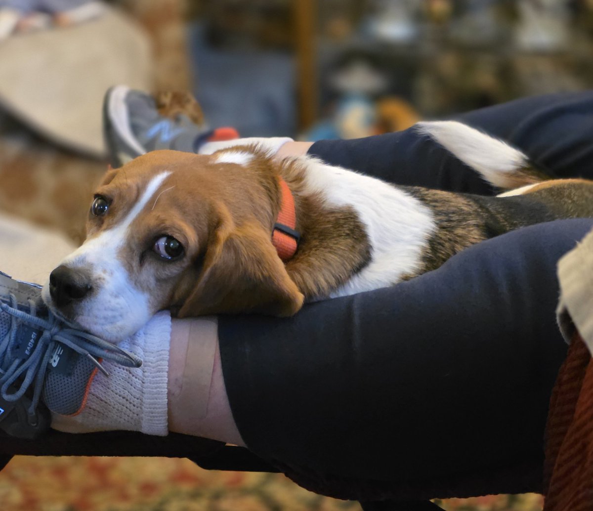 lowlevelrebel's tweet image. Why i love beagles. They remind me of God's love. Loyal, loving, trusting, forgiving  affectionate and a little squirrely sometimes kinda like me!  I Praise the Lord for Dixie! #beagles