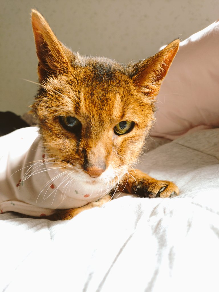 0625cat's tweet photo. ラッキーのお友達の皆さんへ

2026年3月15の19:30にラッキーは21歳8ヶ月の猫生を終えました🌈
実家とビデオ通話してる時、画面の向こうで倒れ亡くなりました。最期まで「いつもの日常」を過ごしました。今日は四十九日です🙏
😸「みんな、ありがとうなぁ」
#21歳
#ハイシニア猫 https://t.co/0OIrYfhh9D