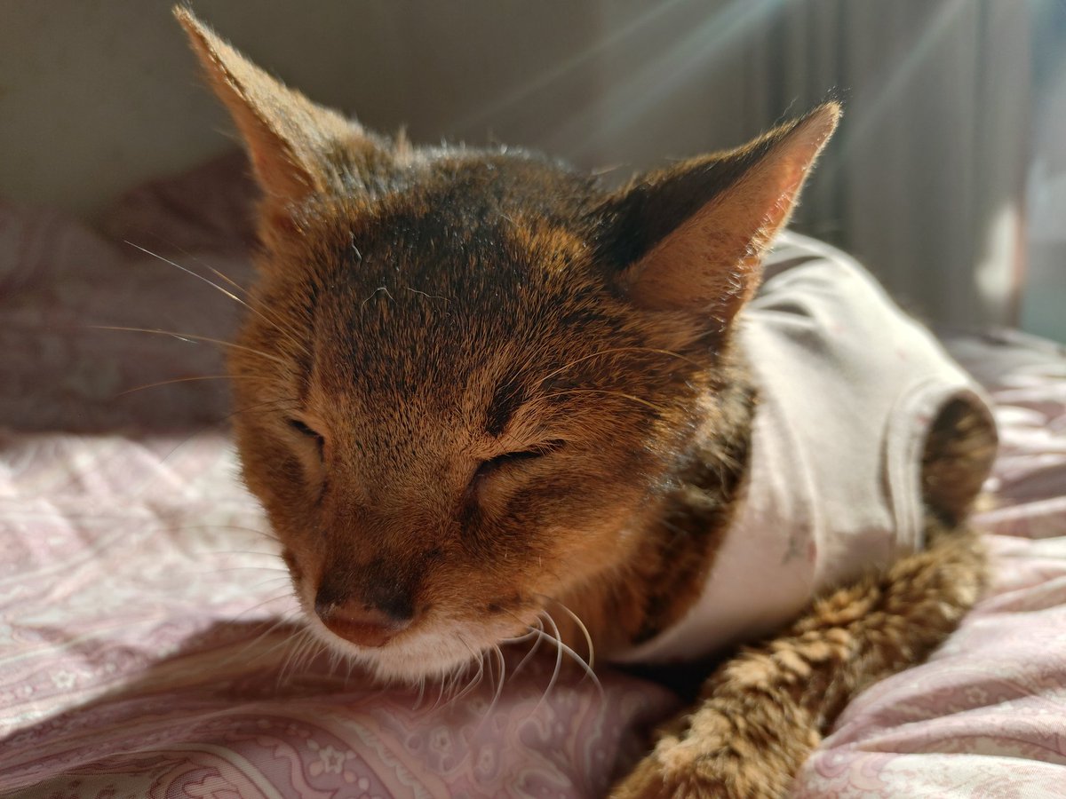 0625cat's tweet photo. ラッキーのお友達の皆さんへ

2026年3月15の19:30にラッキーは21歳8ヶ月の猫生を終えました🌈
実家とビデオ通話してる時、画面の向こうで倒れ亡くなりました。最期まで「いつもの日常」を過ごしました。今日は四十九日です🙏
😸「みんな、ありがとうなぁ」
#21歳
#ハイシニア猫 https://t.co/0OIrYfhh9D