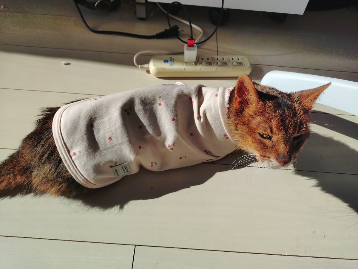 0625cat's tweet photo. ラッキーのお友達の皆さんへ

2026年3月15の19:30にラッキーは21歳8ヶ月の猫生を終えました🌈
実家とビデオ通話してる時、画面の向こうで倒れ亡くなりました。最期まで「いつもの日常」を過ごしました。今日は四十九日です🙏
😸「みんな、ありがとうなぁ」
#21歳
#ハイシニア猫 https://t.co/0OIrYfhh9D