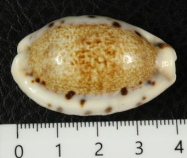 シロガネダカラ　貝殻　標本 Yahoo!オークション - ニッポンダカラ タカラガイ 宝貝 貝標本 貝殻