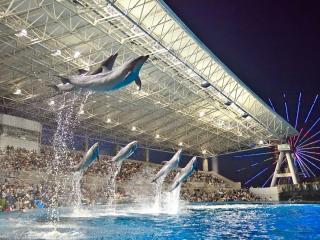 gnwatcher's tweet photo. 港名古屋港水族館GW「ナイトアクアリウム」2026年5月2日(土)～5月6日(水･振)名古屋港水族館 #愛知 #名古屋 #イベント → https://t.co/Im2pp8GlQR https://t.co/YCnx1psSLP