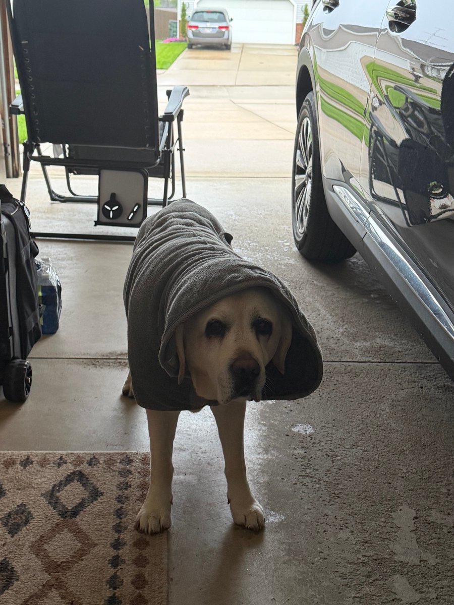 Sammy - a good doggie tweet media