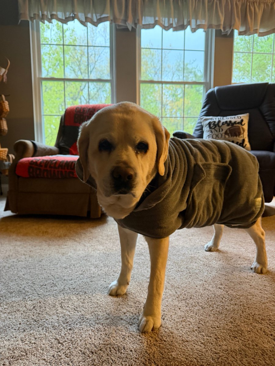 Sammy - a good doggie tweet media