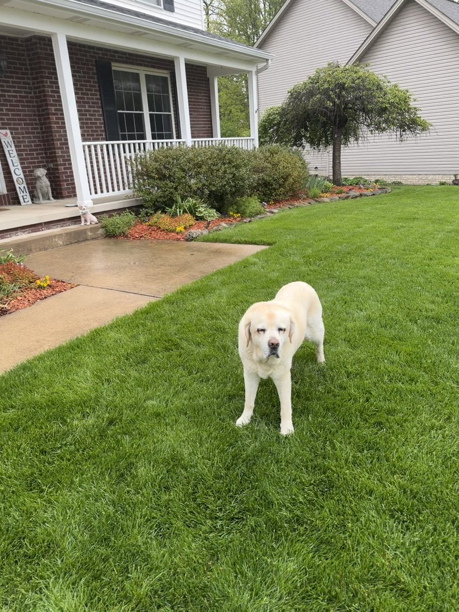 Sammy - a good doggie tweet media