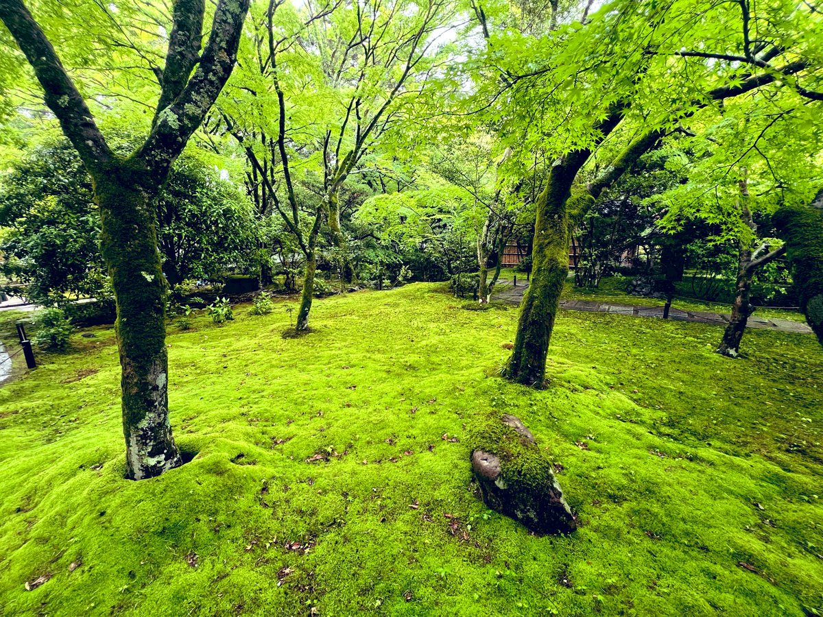 P96684568's tweet photo. 今日は世界遺産4つでしたが、移動距離は中々でした

苔寺では荘厳な雰囲気の中、外国人のみなさんも真剣に写経してて微笑ましかったです😊

醍醐寺は空いていて厳かな雰囲気に浸れました

#西芳寺 #醍醐寺 #平等院鳳凰堂 #宇治上神社 https://t.co/cGkZez7bzZ