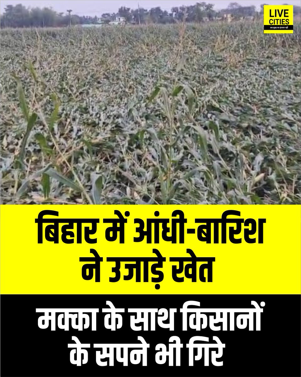 Live_Cities's tweet photo. पूर्णिया के बायसी प्रखंड इलाके में आयी तेज आंधी और बारिश ने किसानों की मेहनत पर पानी फेर दिया. तेज हवा और बारिश के कारण मक्के की फसल खेतों मे ही गिर गया है. किसान प्रशासन से मुआवजा देने की मांग कर रहे हैं.
#Purnia #BiharClimate #BiharWeather #IMDPatna #MausamVibhag #Bihar #BiharNews #बिहार_न्यूज़ #बिहार #LiveCities