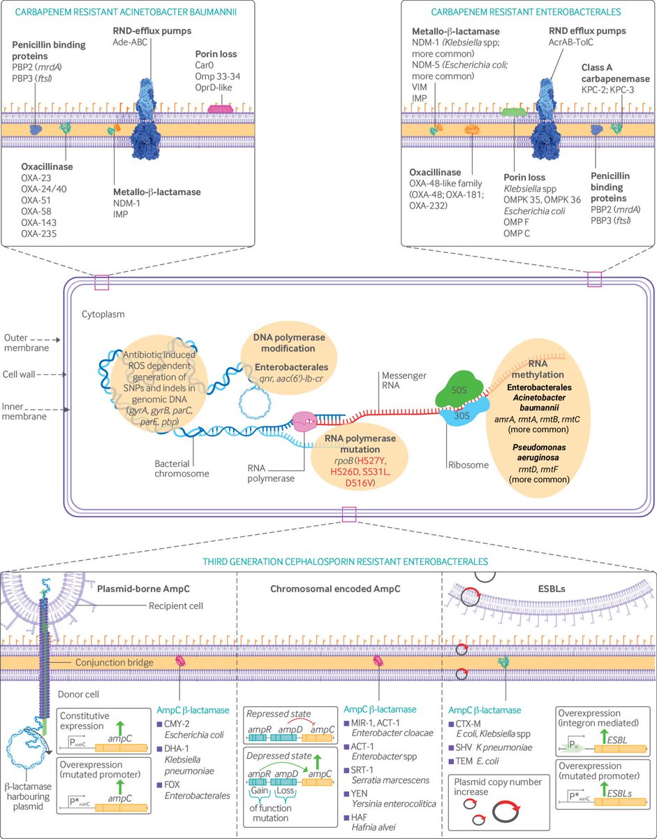 CritCareReviews's tweet photo. Today's Paper of the Day is:

Antimicrobial use and resistance

https://t.co/JKgcYjlUQ5

Join us to read 1 paper per day and stay up-to-date as we cover the spectrum of critical care across 2026 https://t.co/IP4eSDgtjM