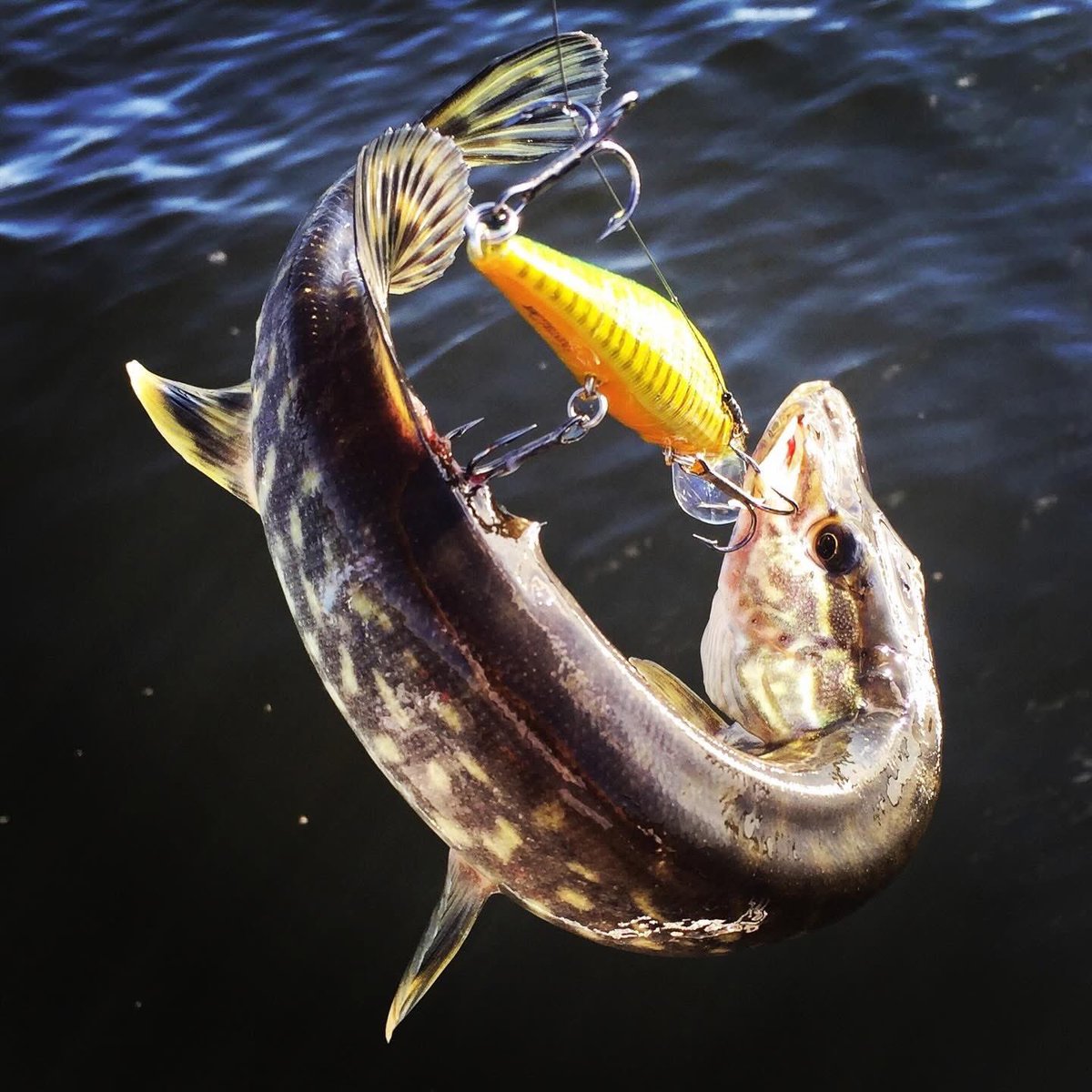 FishHardDave's tweet photo. Wacky Wednesday! “Well, this is a fine mess that you’ve gotten me into!”😳😂🤣#AggresivePike #SnotRocket #LuckyCraft #Stringease #PikeFishing https://t.co/PRWd04feAx