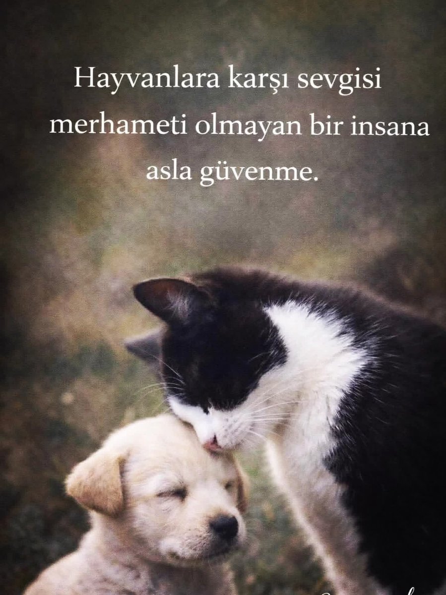 saysur's tweet photo. SESSİZ YAŞAMLAR&amp;CAN YOLDAŞLARIMIZ
#dünyasadeceinsanlaraaitdeğil https://t.co/LPRCnRP43Z