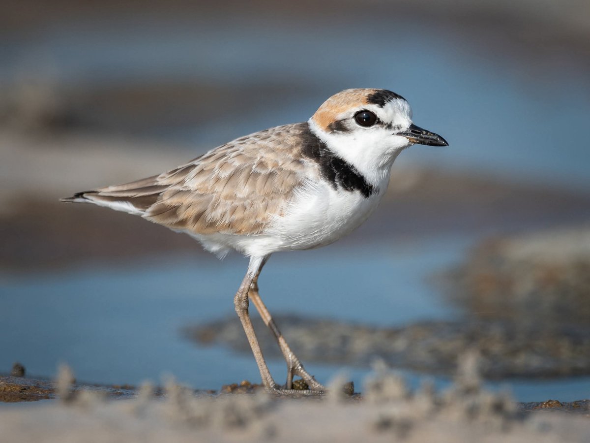 BP_Chua's tweet image. Malaysian Plover
#bird #nature #wildlife #animal #photography #plover