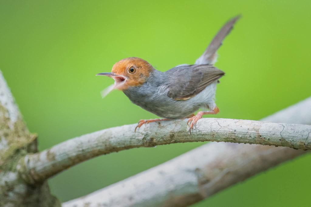 BP_Chua's tweet image. Ashy Tailorbird
#Bird #nature #wildlife #animal #photography #tailorbird