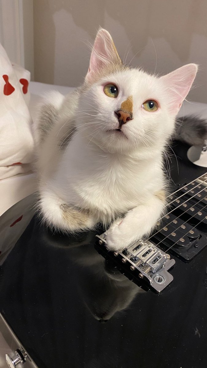esrayilmaz25's tweet photo. Bir kez kedi sahibi olunca artık tüm kalbiniz ve aklınız her an kedi oluyor bambaşka bir şey 🤗
Pars &amp; Pamuk https://t.co/xjtOUidZGF