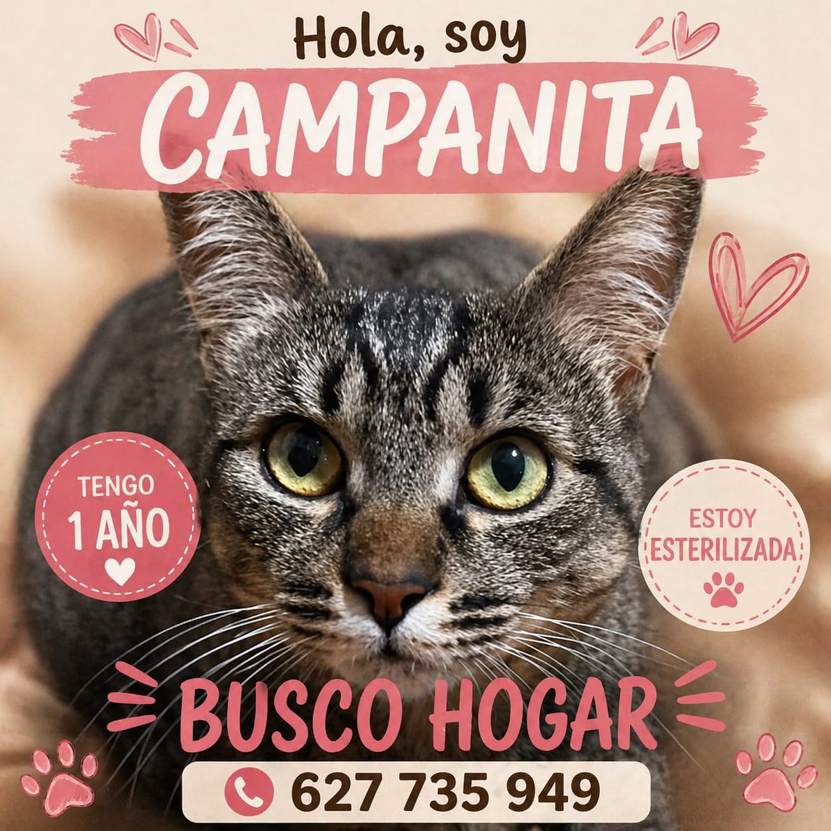 A ver si hay suerte con campanita que la van a dejar en la calle cuando se vayan, resulta que se tienen que ir del alquiler que están y donde van no dejan gatos porque es una habitación. Está en Aspe (Alicante)
