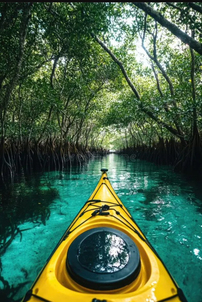 Captain1067628's tweet image. #Florida #kayak #mangroves #may
