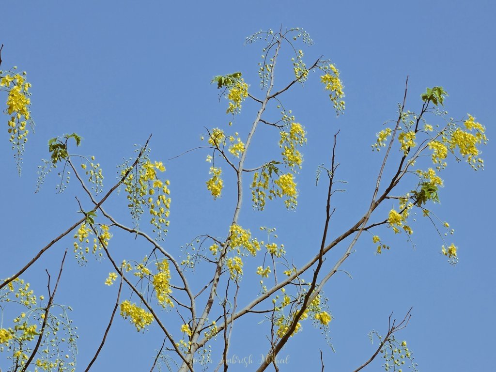 DrAmbrishMithal's tweet photo. Though the mornings are still unusually pleasant, Delhi has begun to adopt it's summer dress code..
#Amaltas, golden shower tree, Indian #laburnum making its appearance in #biodiversitypark
#vasantkunj
The state flower of #Kerala, the national flower of Thailand- bringing joy to Delhi!