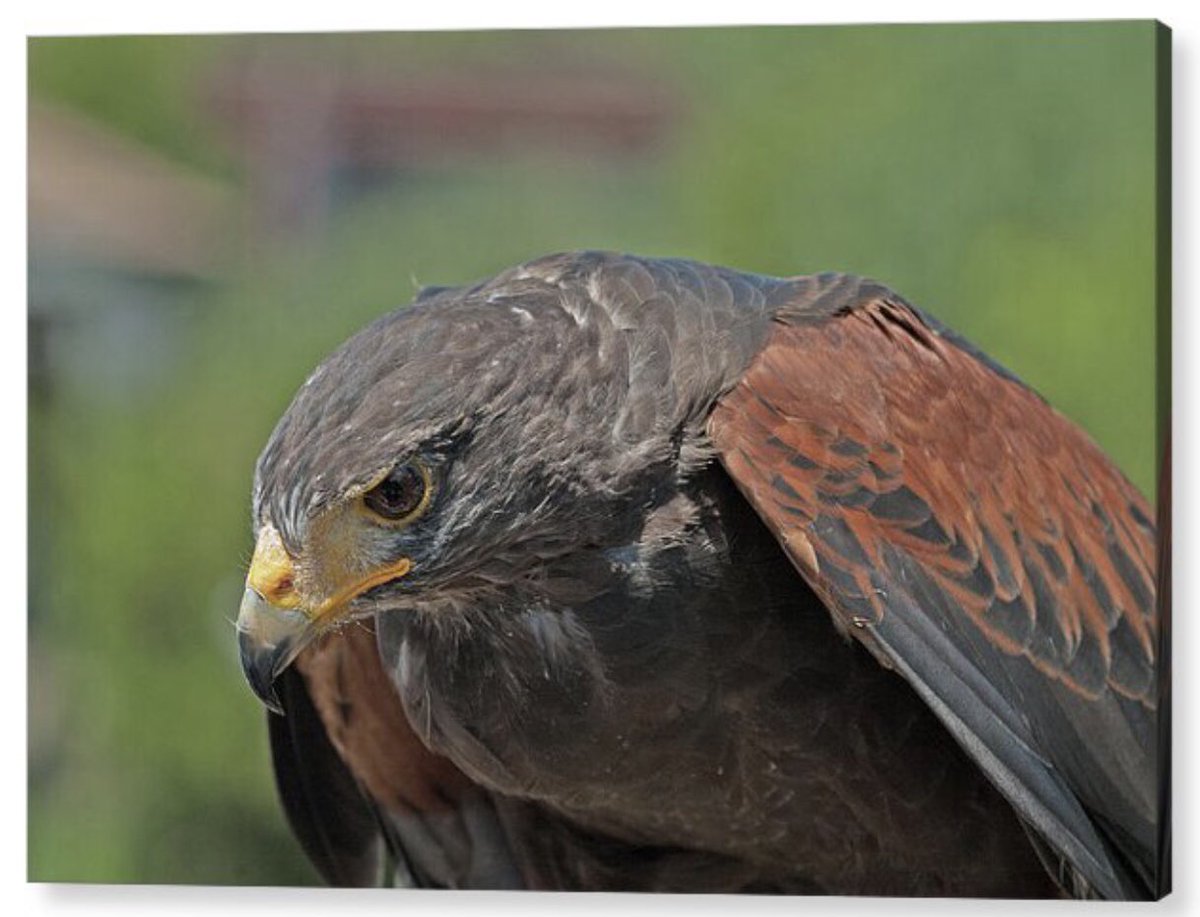 shonna99784's tweet image. A harris's hawk is captured in a moment of stillness, showcasing its sharp gaze and striking brown and rust-coloured plumage. The background is a soft… 🛒👇🏻 

Majestic Harris’s Hawk in Natural Habitat - Acrylic shonnahawkinsphotography.com/featured/majes…

#HarrissHawk
#BirdOfPrey
#Wildlife
#WallArt