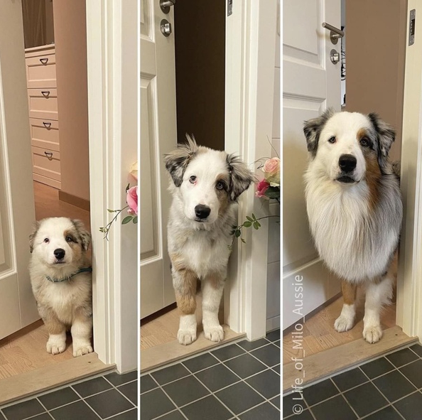 Tweets of Dogs tweet media