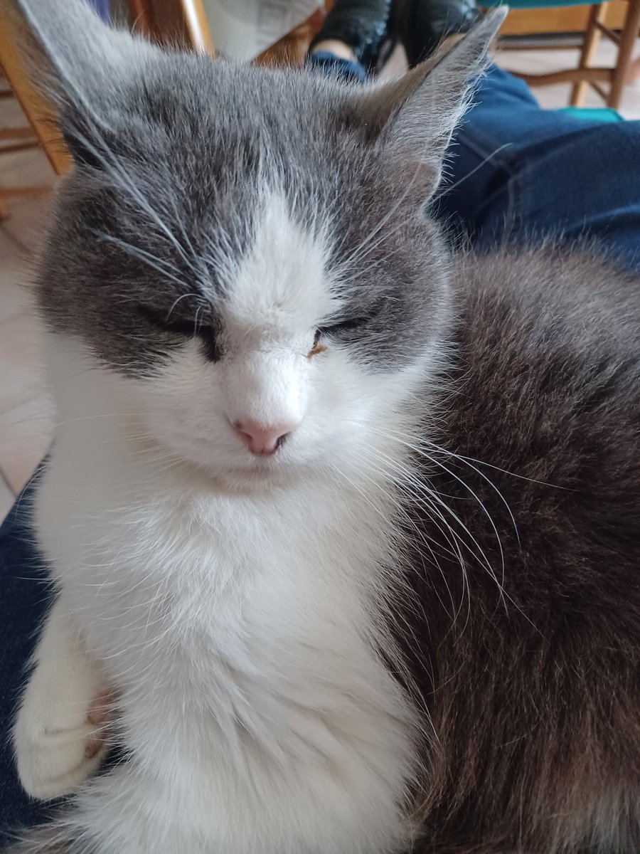 Cathie Cat tweet media