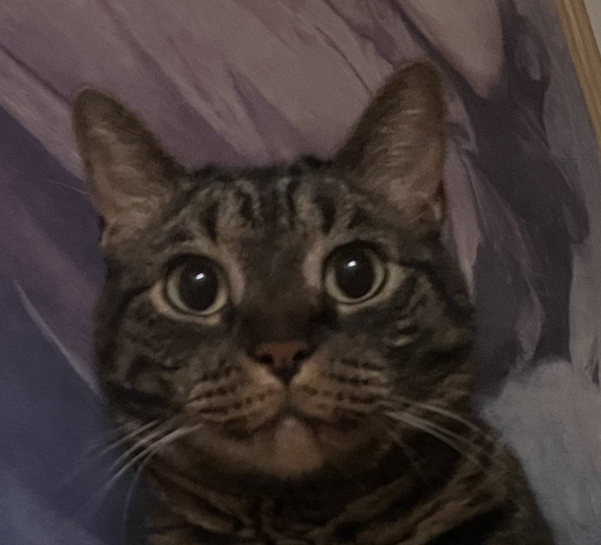 clovee69's tweet photo. Everyone’s being mean to me about my cat I made in tomadachi life :((((( https://t.co/TqiGkBLHz2