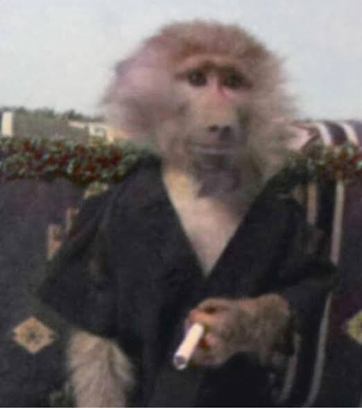 Monkey Memes (@monkeymemesX) / Posts / X