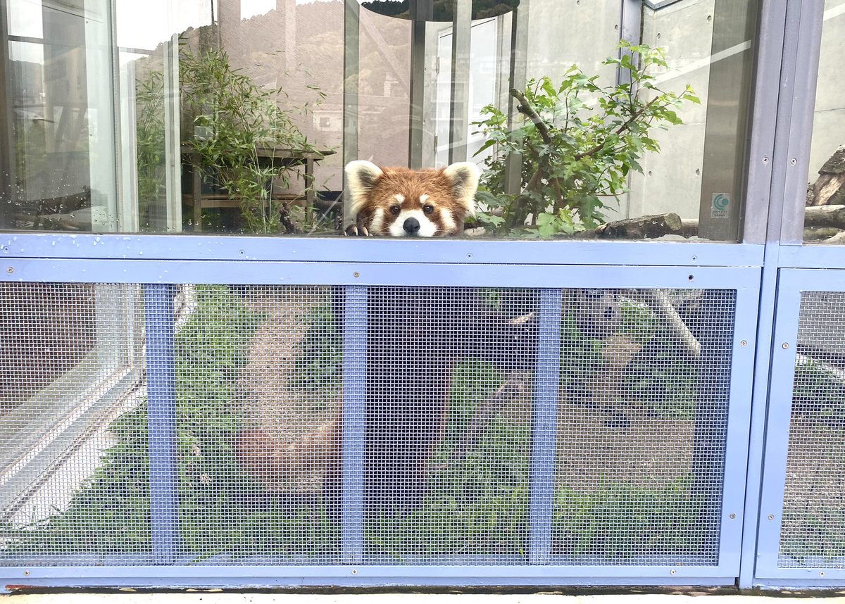 周南市徳山動物園(公式) tweet media