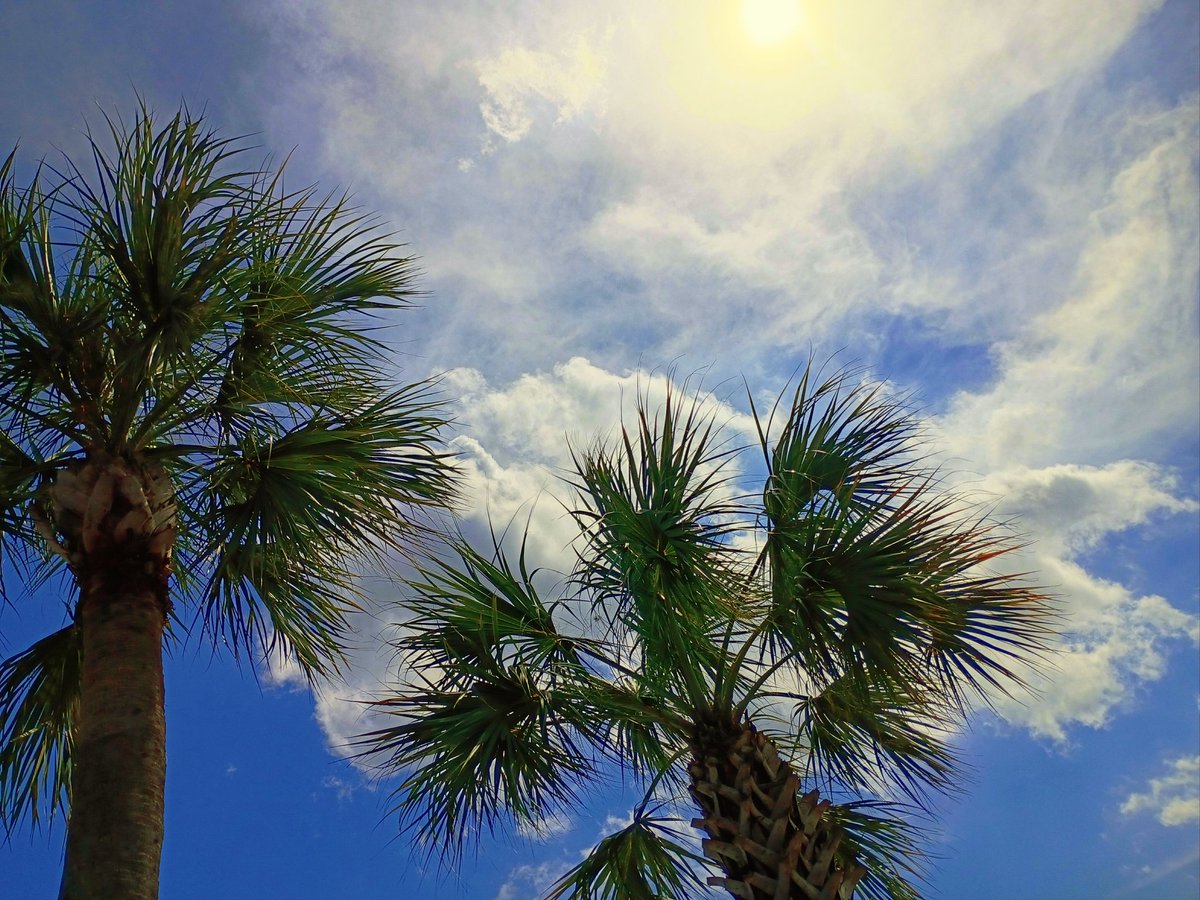 JorgeGNYCMIA's tweet image. @JorgeG179 #Miami #Sky #Sunshine #Palmtree #photo #photodaily #phototoday #photoofthedaye #photogram #photograph #photographer #photography #photooftheweek #photos #photosession #photoshot #photostudio #skyphotography #sunrays #sunflares #lensflare #SunshineMorning