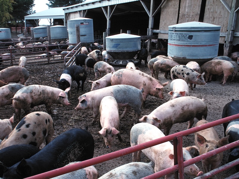 docudr's tweet photo. Serious environmental and health crises in Iowa from #corn, #ethanol and #hog production. Depletion of soil, air and water #pollution, shrinking aquifers, 2nd highest cancer rate in the U.S. Mothering Earth with Art Cullen: https://t.co/9UnqEoMEKM https://t.co/fnN98YOCG1