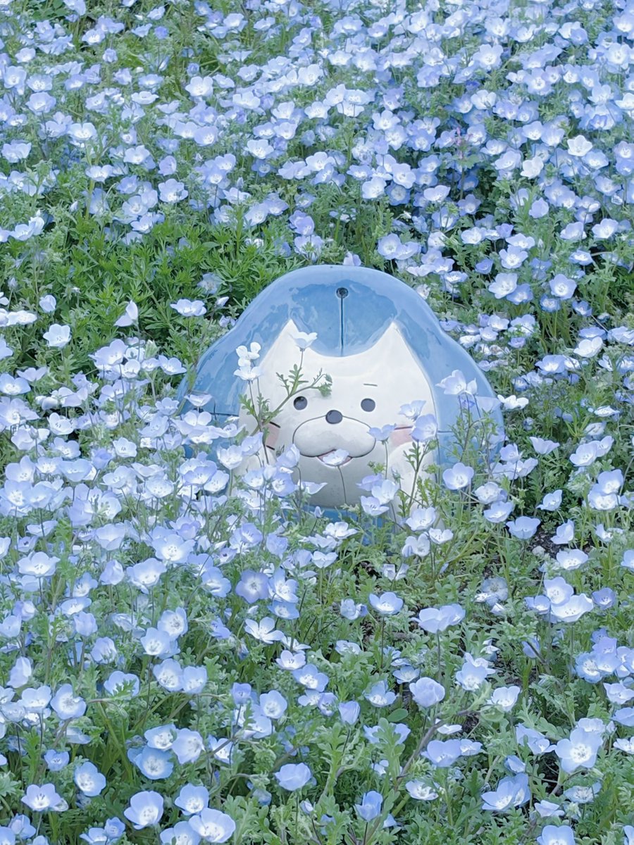 rimu_ulo's tweet photo. ネモフィラ畑また行きたいな
来年は晴れてる時に行けますように🎀💭

📍大阪まいしまシーサイドパーク https://t.co/YrHfaKeOv0