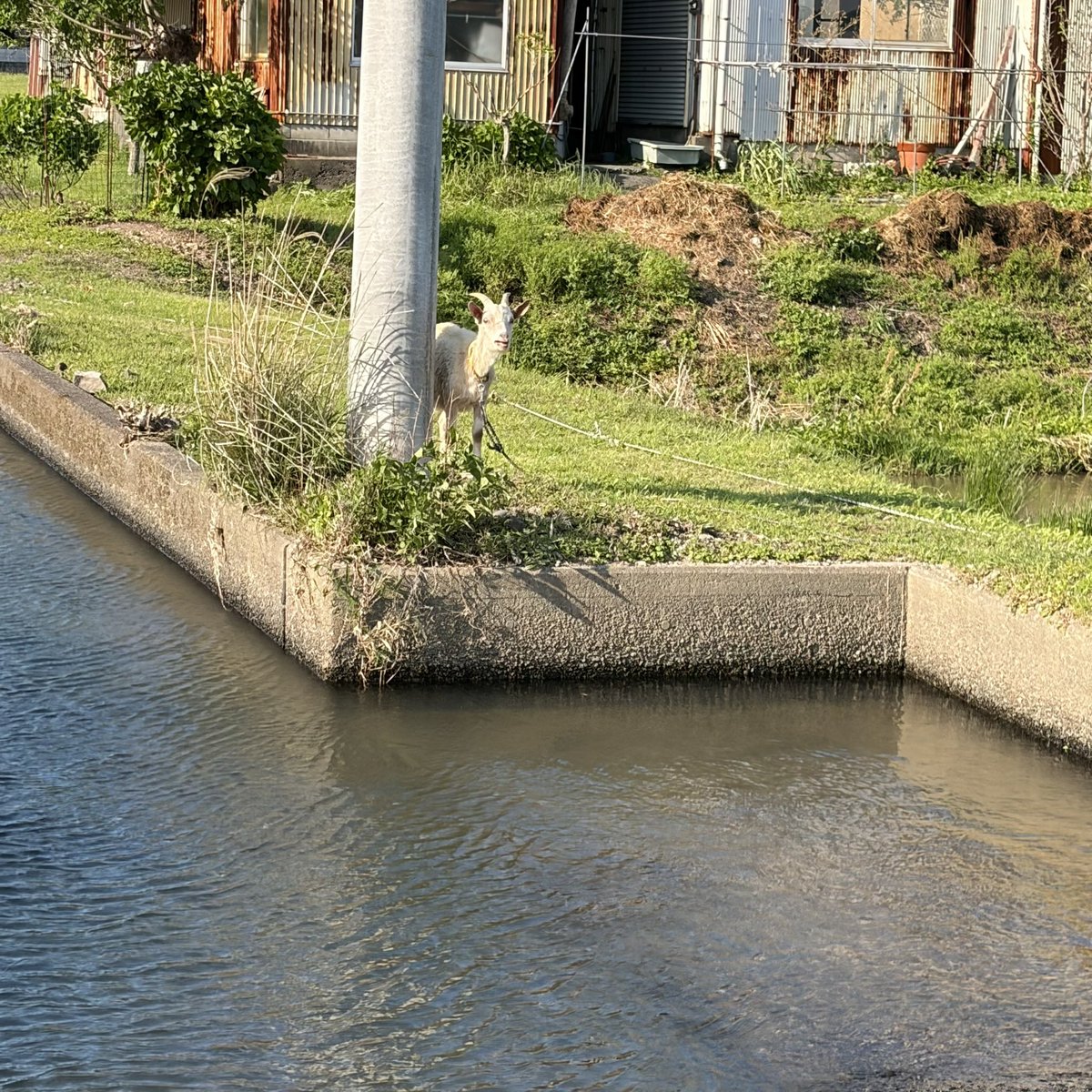 れん🦭 tweet media