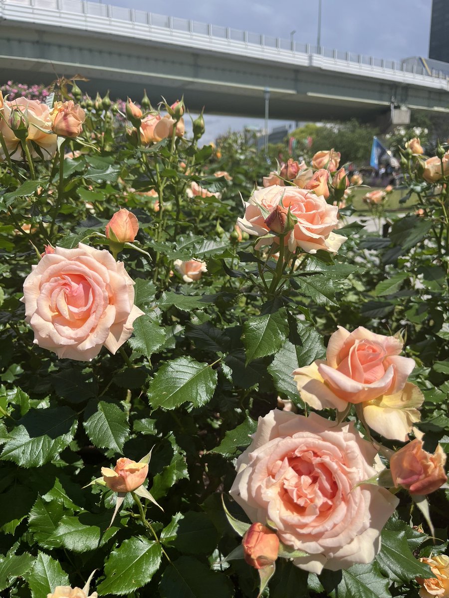 仕事の合間の息抜き🥀
GWもお仕事だ〜
可愛いお洋服また買うために頑張らねば…