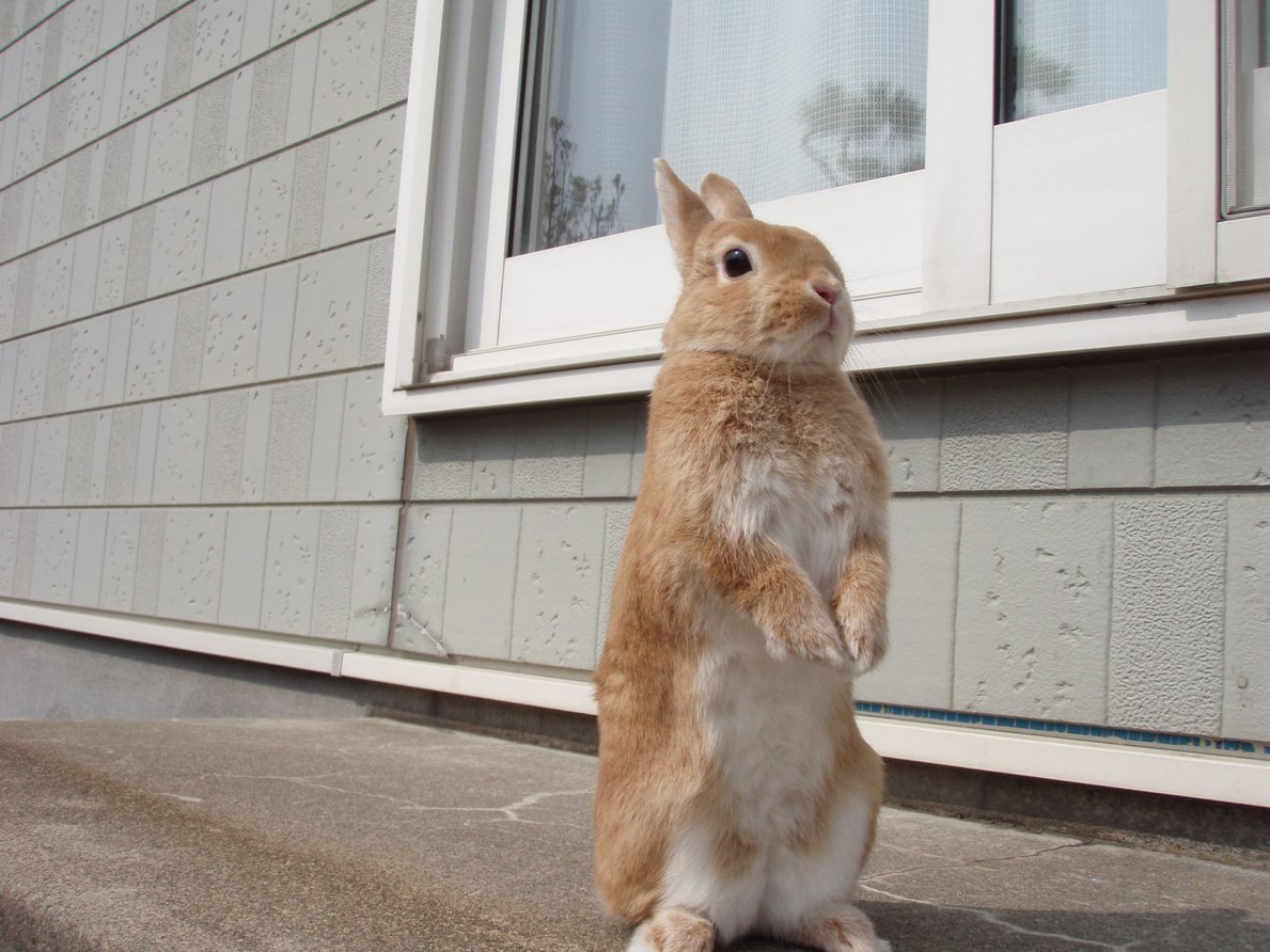 ぜいにくん tweet media