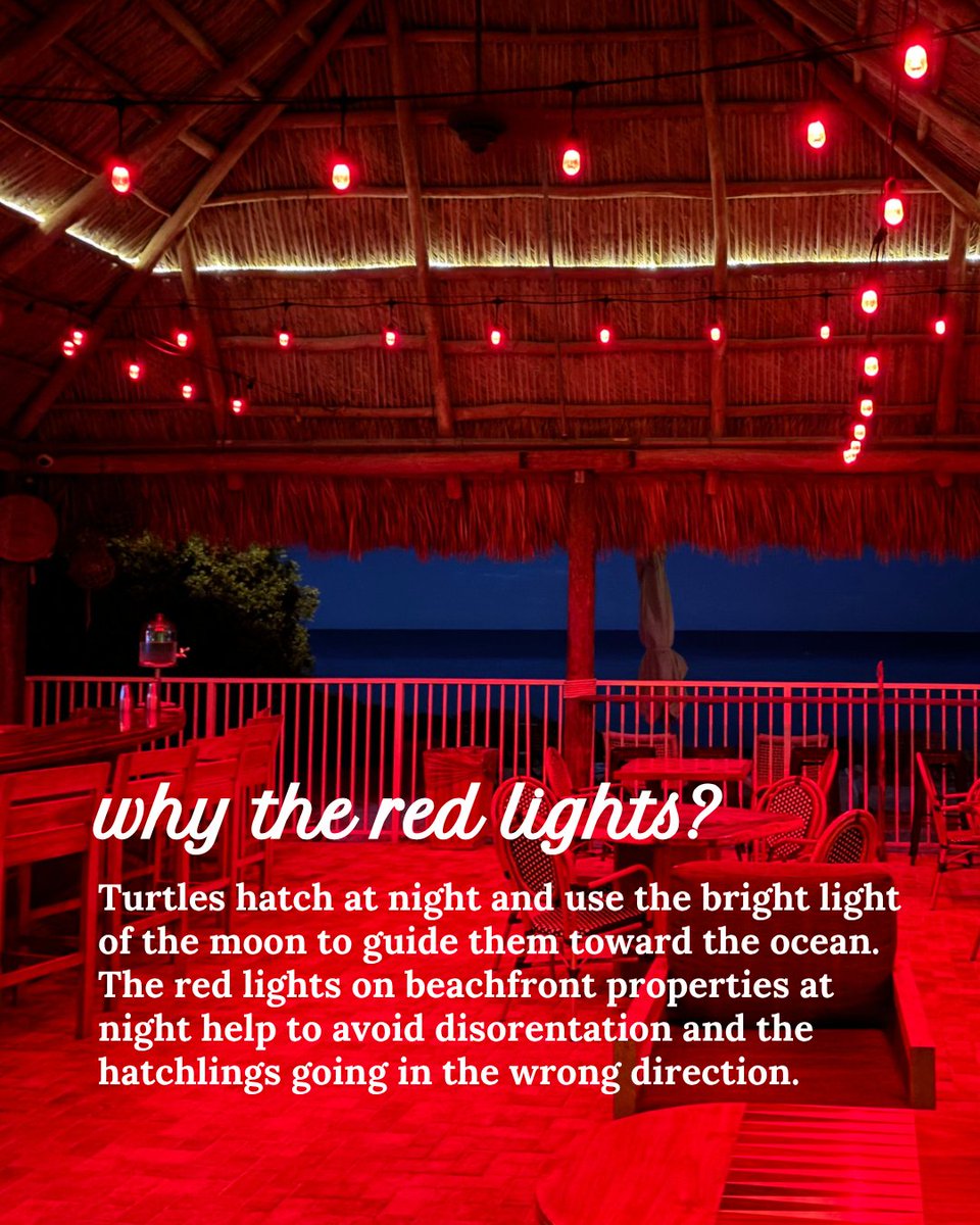 The Florida Keys & Key West tweet media